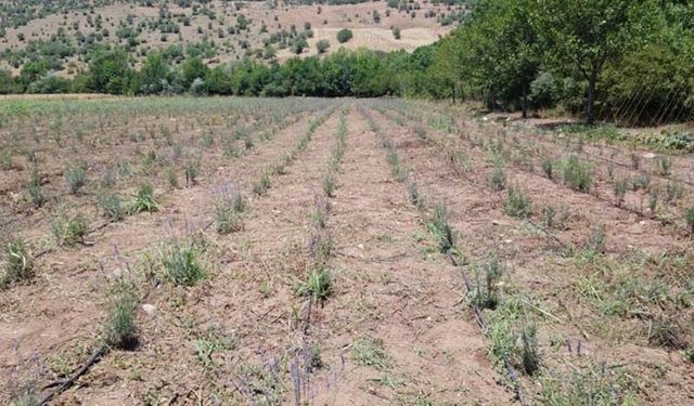 Lavanta bahçesinde ilk çiçekler açtı faydası saymakla bitmiyor!