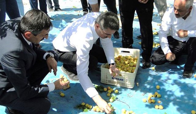 Malatya’da kayısı hasadı başladı