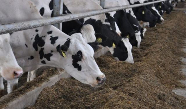 Ölen ve yeni doğan hayvanların bildirimleri internet üzerinden yapılabilecek!