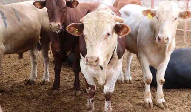 Sahte evraklı ithal hayvanlarla ilgili firmadan açıklama!