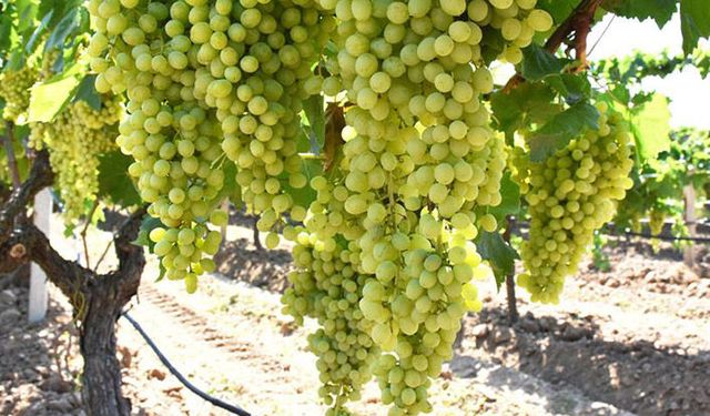 Superior üzümü için hasat tarihi netleşti