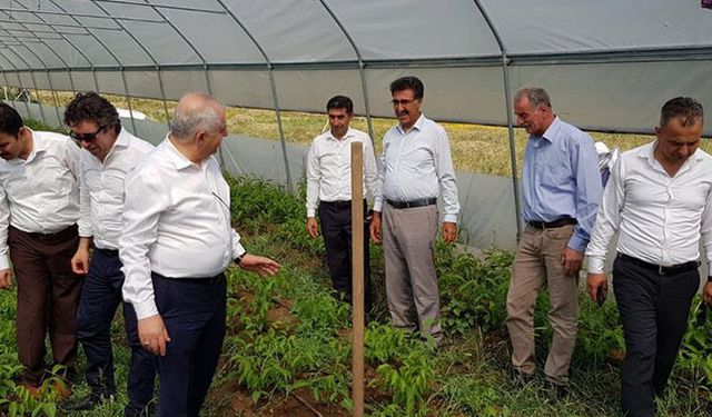 Tarım İl Müdürü Görentaş:  Ceviz ağaçlarını inceledi