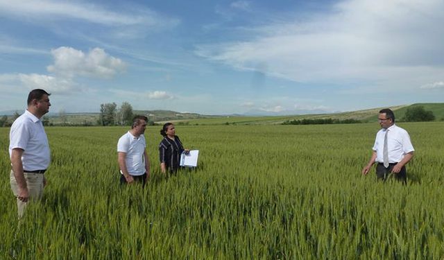 Tarım İl Müdürü Yaman: Arpa tarlalarını inceledi