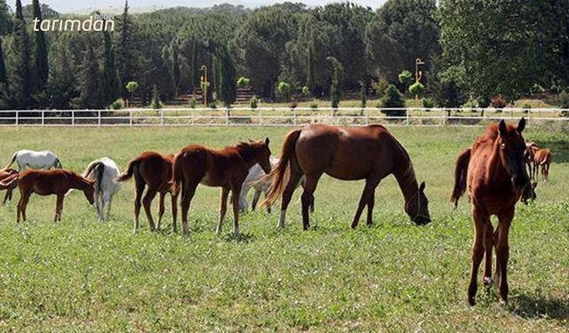 TİGEM’in tayları satışa çıkarılıyor