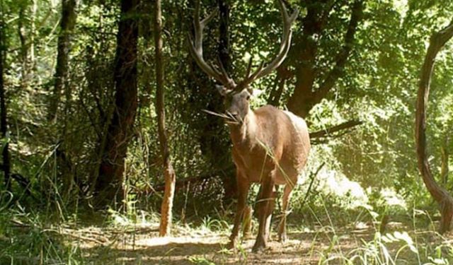 Yaban hayvanları tedavi edilerek doğaya bırakılıyor