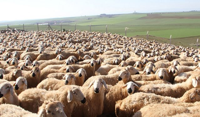 Çanakkale’de küçükbaş hayvanlarda veba virüsüne rastlandı