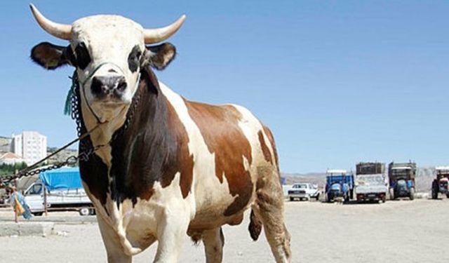 Çiftçi’den: Dişi hayvan kesmeyin uyarısı!