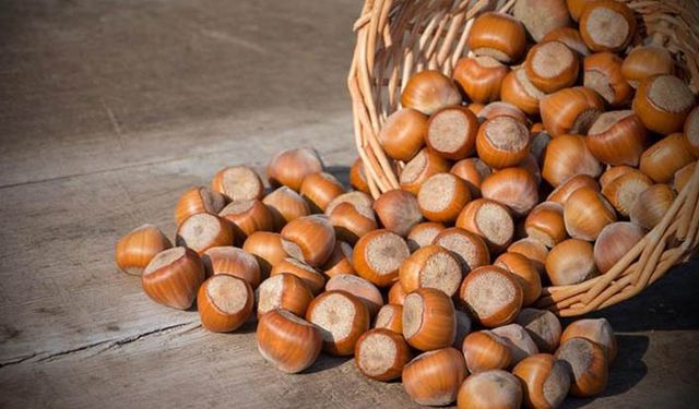 Düzce'de fındık alımı ne zaman başlıyor?