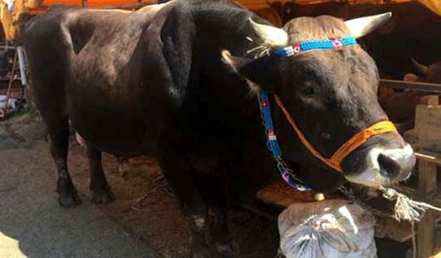 ESK elde kalan kurbanlıkları kaç liradan alacak? İşte rakamlar!