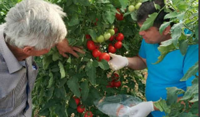 Eskişehir’de hasat öncesi pestisit denetimi
