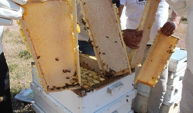 Iğdır balı hasadı başladı!