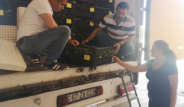 Iğdır’dan 810 kasa domates fidesi ihraç edildi