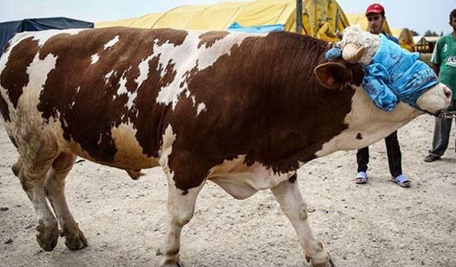 Pakdemirli açıkladı! Satılmayan kurbanlıkları ESK alacak