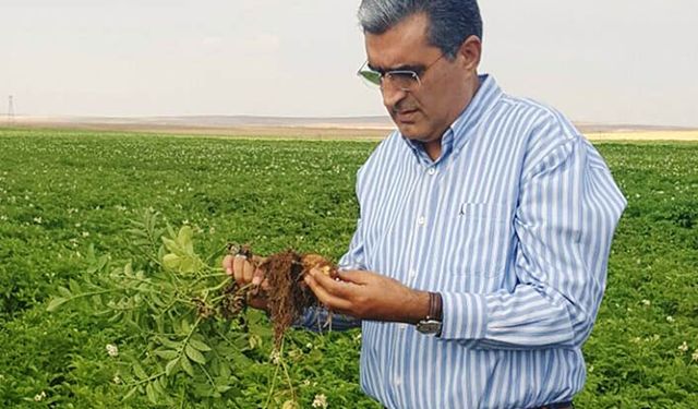 Patates üreticisine hasat öncesi bakım avansı ödendi
