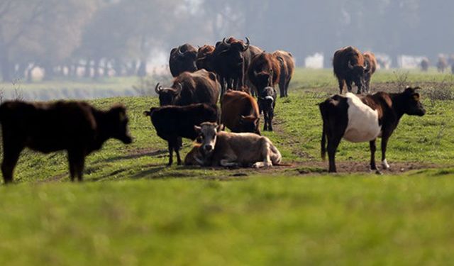 Plansız açılan veteriner fakülteleri hayvancılığı tehdit ediyor!