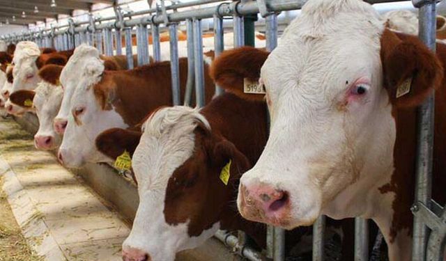 Tarım İl Müdürlüğünden kurbanlık uyarısı