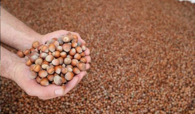 TMO: Fındık alımına hazırlanıyor