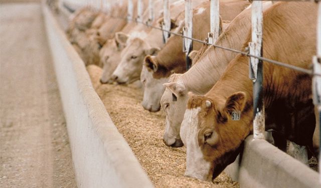 Yem Sanayicileri: Şeker fabrikaları satıldı yem sanayisi krize girdi