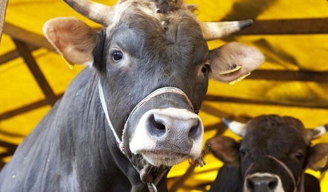 ZMO: Hayvan varlığı 1960’tan geride