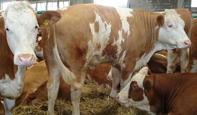 2019 yılı sonbahar şap aşılama kampanyası başladı