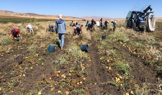 Ağrı’da patates hasadı başladı