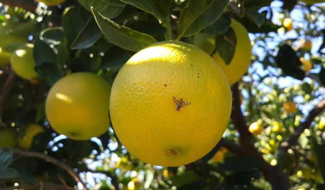 Akdeniz meyve sineği mücadelesi artırıldı