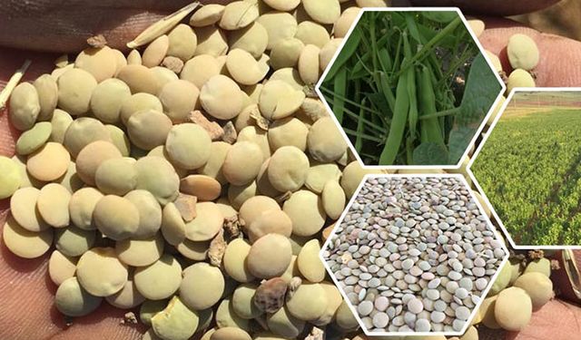 Bayburt organik bakliyat yetiştiriciliğinde markalaşma yolunda