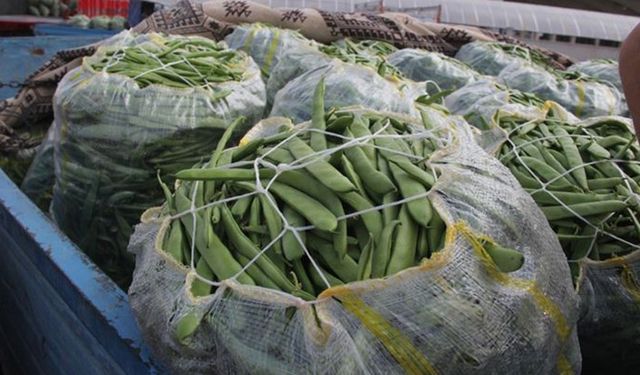Bitlis ülkenin fasulye ihtiyacını karşılıyor