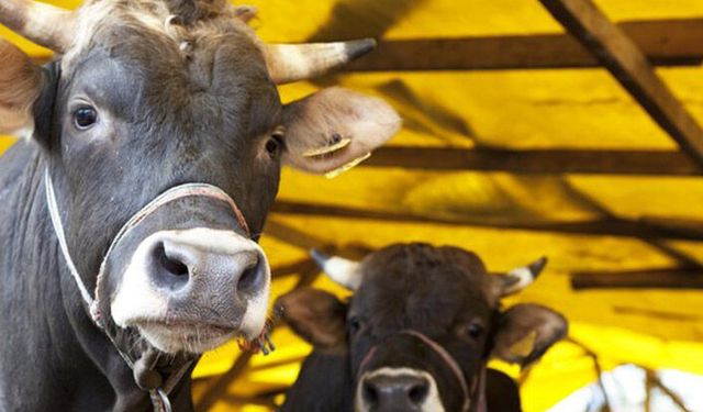 Büyükbaş hayvan sayısı 18 milyon oldu