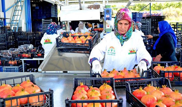 Denizli’de nar ihracatı başladı