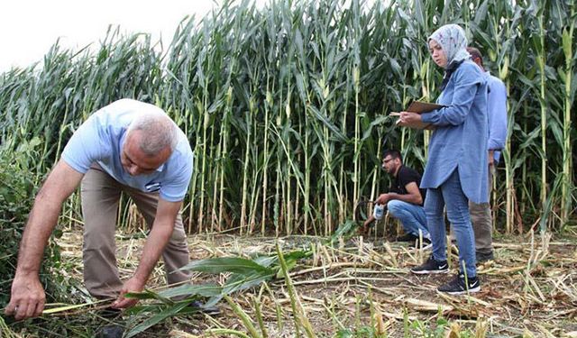 Egesel: Silajlık soyayı çiftçilere öğretmeliyiz