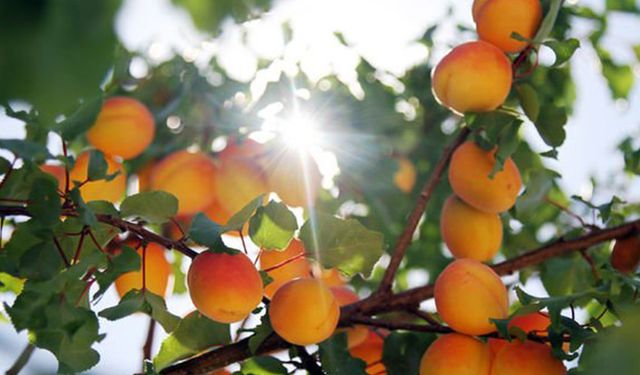 Kayısı üreticisi TMO alımını bekliyor!
