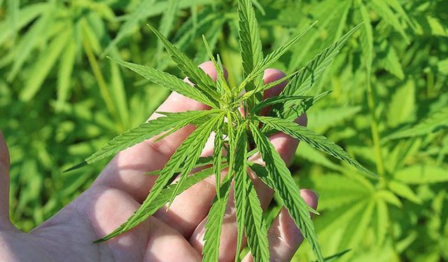 Kenevir tarımının önemi ve alınması gereken tedbirler nelerdir?