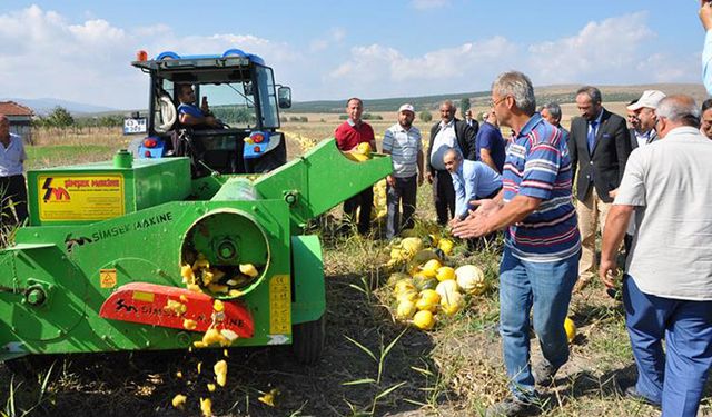 Kütahya’da çerezlik kabak hasadı yapıldı