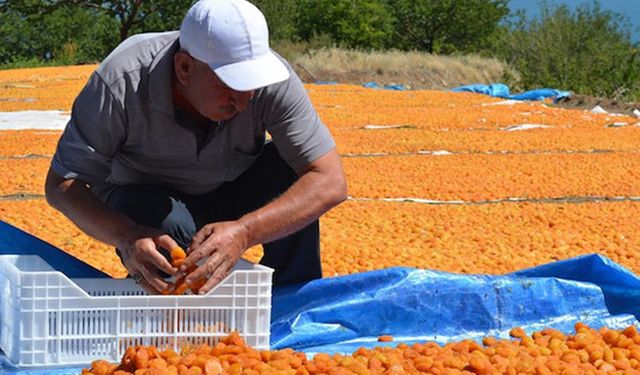 Malatya’da kayısı birliğine özel çalışma!