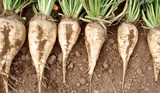 Şeker pancarı için Meclis’e Araştırma Önergesi