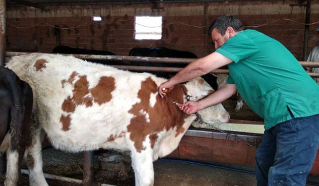 Sonbahar dönemi şap aşılama kampanyası hakkında duyuru!
