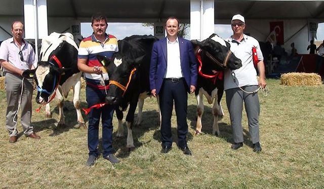Tekirdağ'da inek yarışması sonuçlandı
