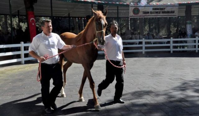 TİGEM 16 tay satacak