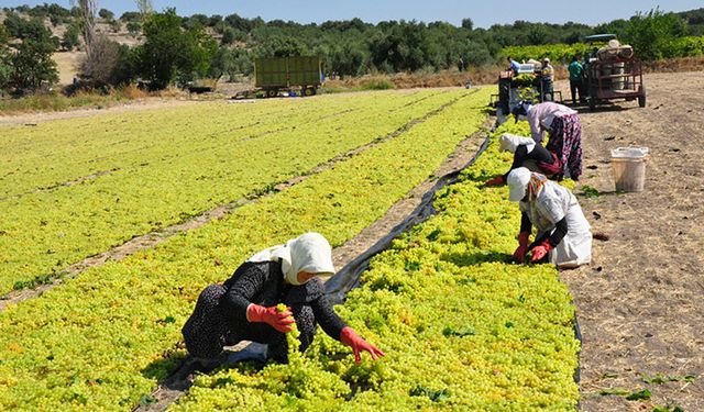 TMO ile Tariş kuru üzüm alımında işbirliğine gitti