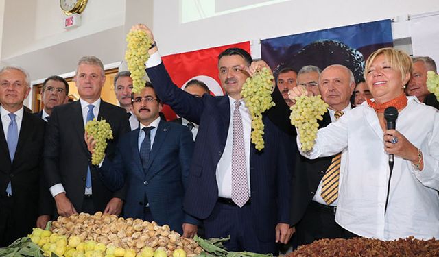 Üzüm fiyatları 10 liranın altına düştü TMO devreye girdi!