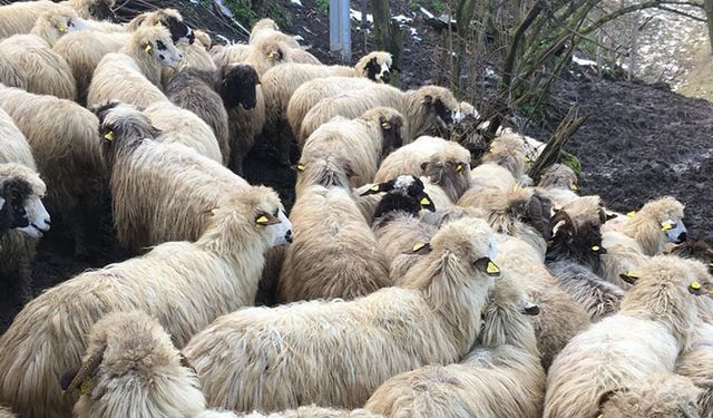 2019 yılı anaç koyun ve keçi desteklemesi müracaatları başladı