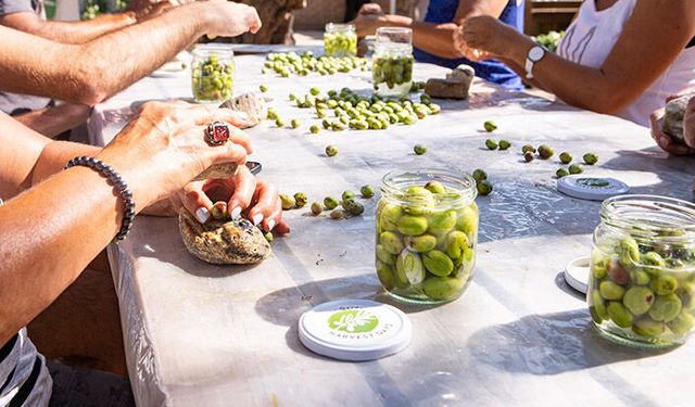 Bodrum’un zeytin hasadı yapıldı