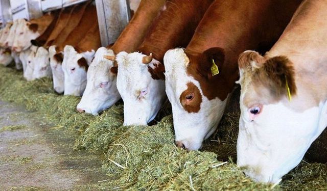 Güneydoğu illerinde büyükbaş hayvan sayısı arttı