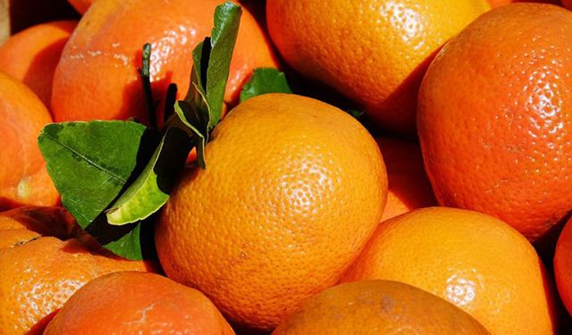 Rusya 379 ton mandalinayı geri çevirdi