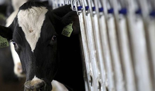 Süt üreticisinin yem maliyetini düşürecek önemli proje