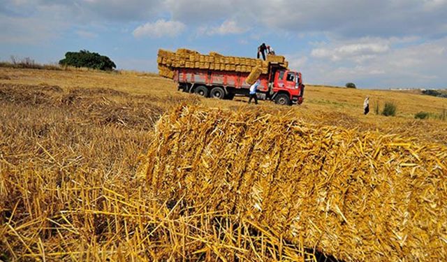 Tarım Bakanlığı açıkladı: Türkiye saman ihraç ediyor!