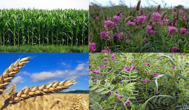 Tarımsal desteklerde münavebe uyarısı