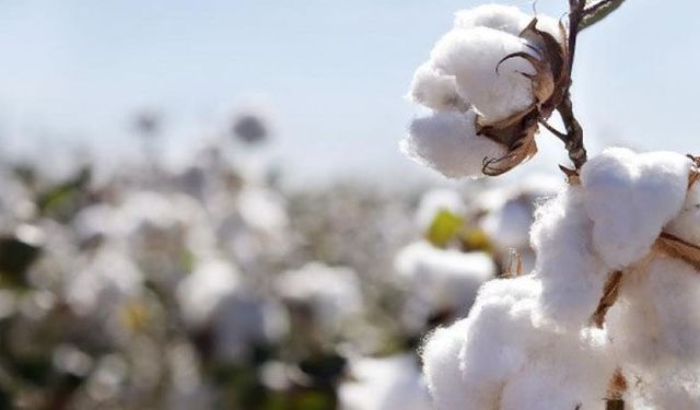 Türkiye’nin beyaz altını siyah altın oldu pamuk çiftçisi acilen destek bekliyor!