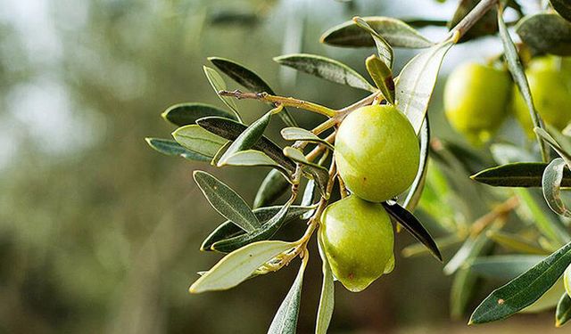 Zeytin ihracatında yüzde 11’lik artış